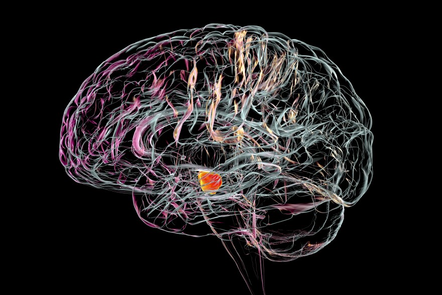 Illustration showing a healthy substantia nigra (in orange/yellow) in a human brain. The substantia nigra plays an important role in reward, addiction, and movement. Degeneration of this structure is characteristic of Parkinson's disease.