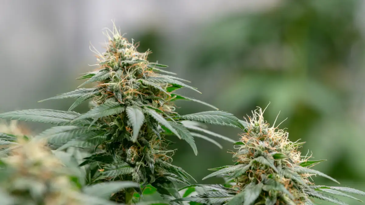 Marijuana Weed Cannabis Bud Macro Close Up In indoor garden