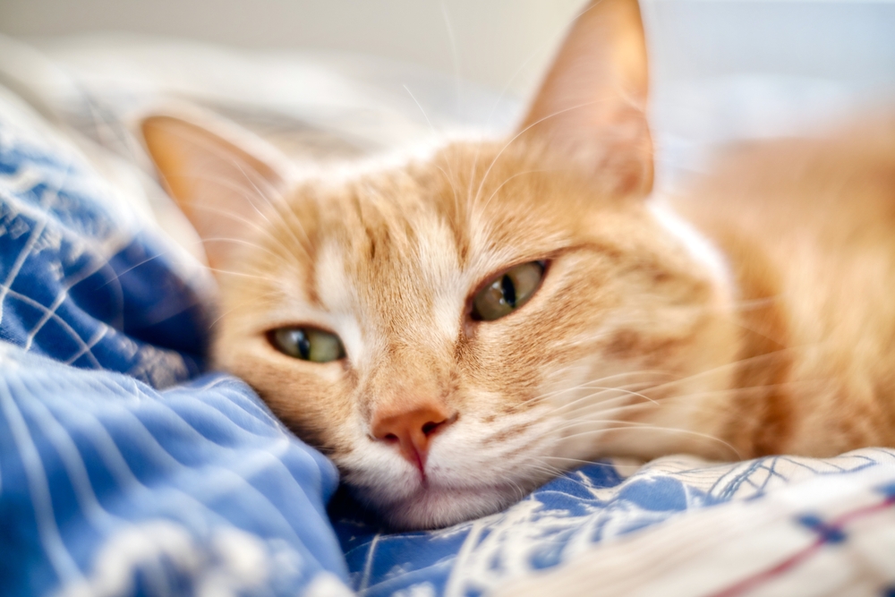 sad tabby cat lying cuddling with owner