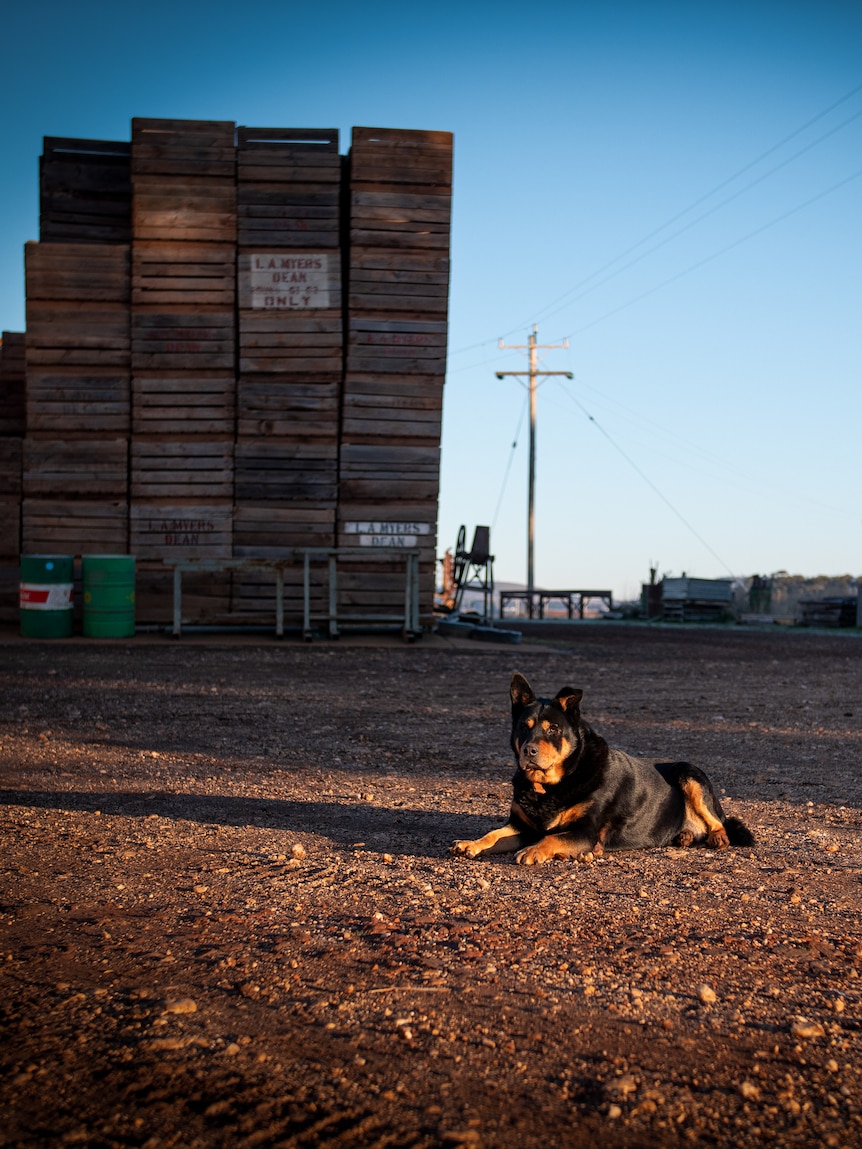 A black and brown cattle dog lays in a sunny patch of dirt in a clearing, stacks of crates piled up in the distance behind