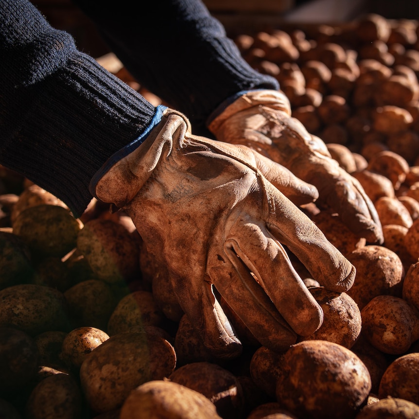 A pair of gloved hands reaches out to dig through a pile of potatoes, with the brown dirt still on