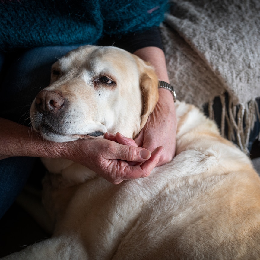 An older golden retriever snuggles in as a human cuddles them close, with one hand supporting the head and the other patting