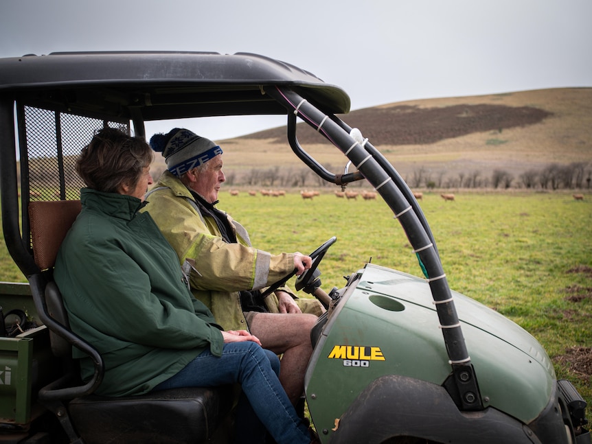 A man and woman sit in an open buggy, driving past a green field with sheep in the distance