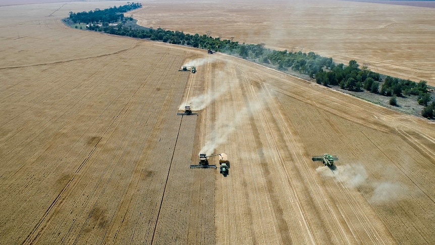 Headers harvesting near Westmar, Queensland during the 2021-22 wheat season.