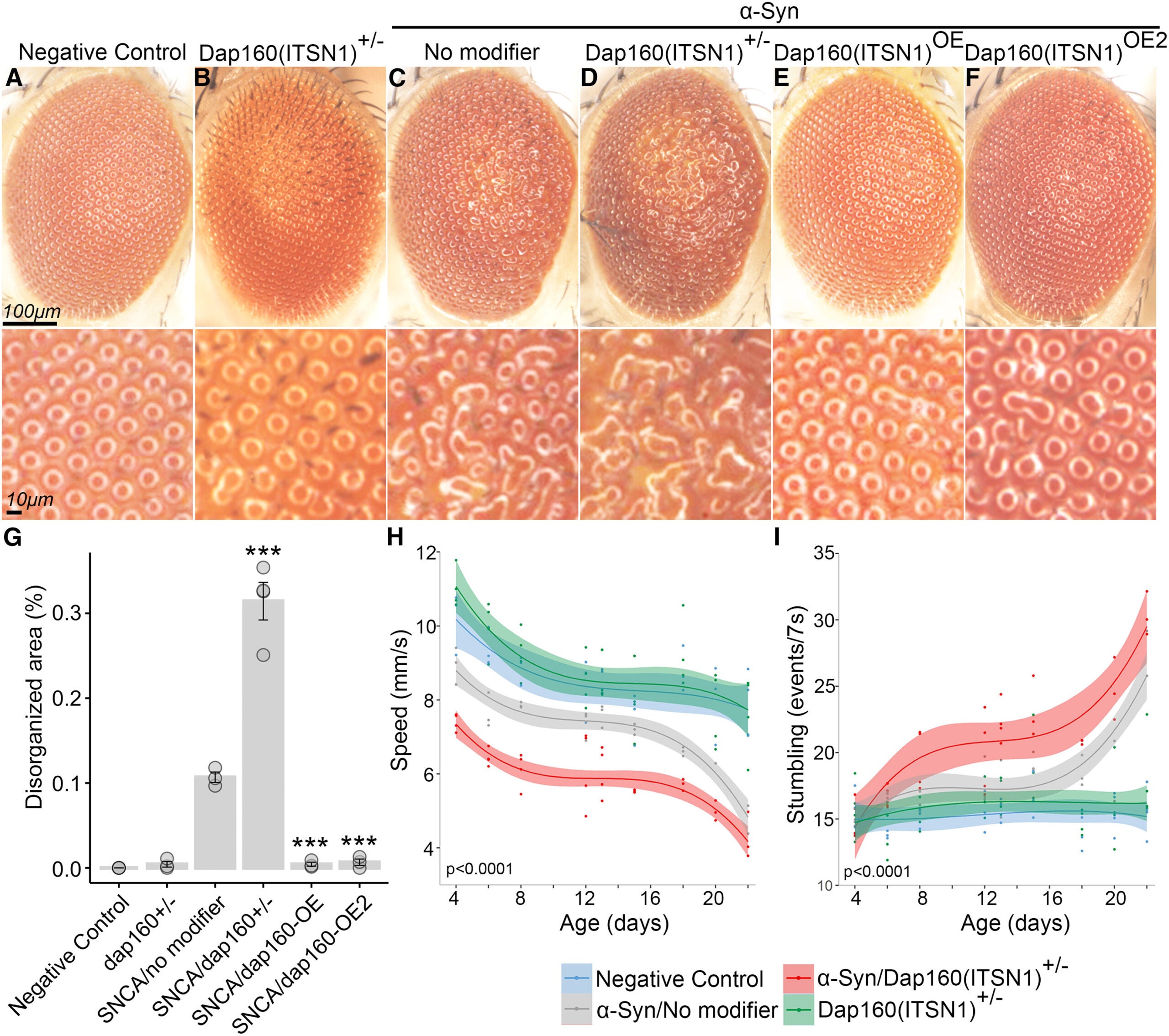 Dap160(ITSN1) modulates α-synuclein-induced neurodegeneration in Drosophila