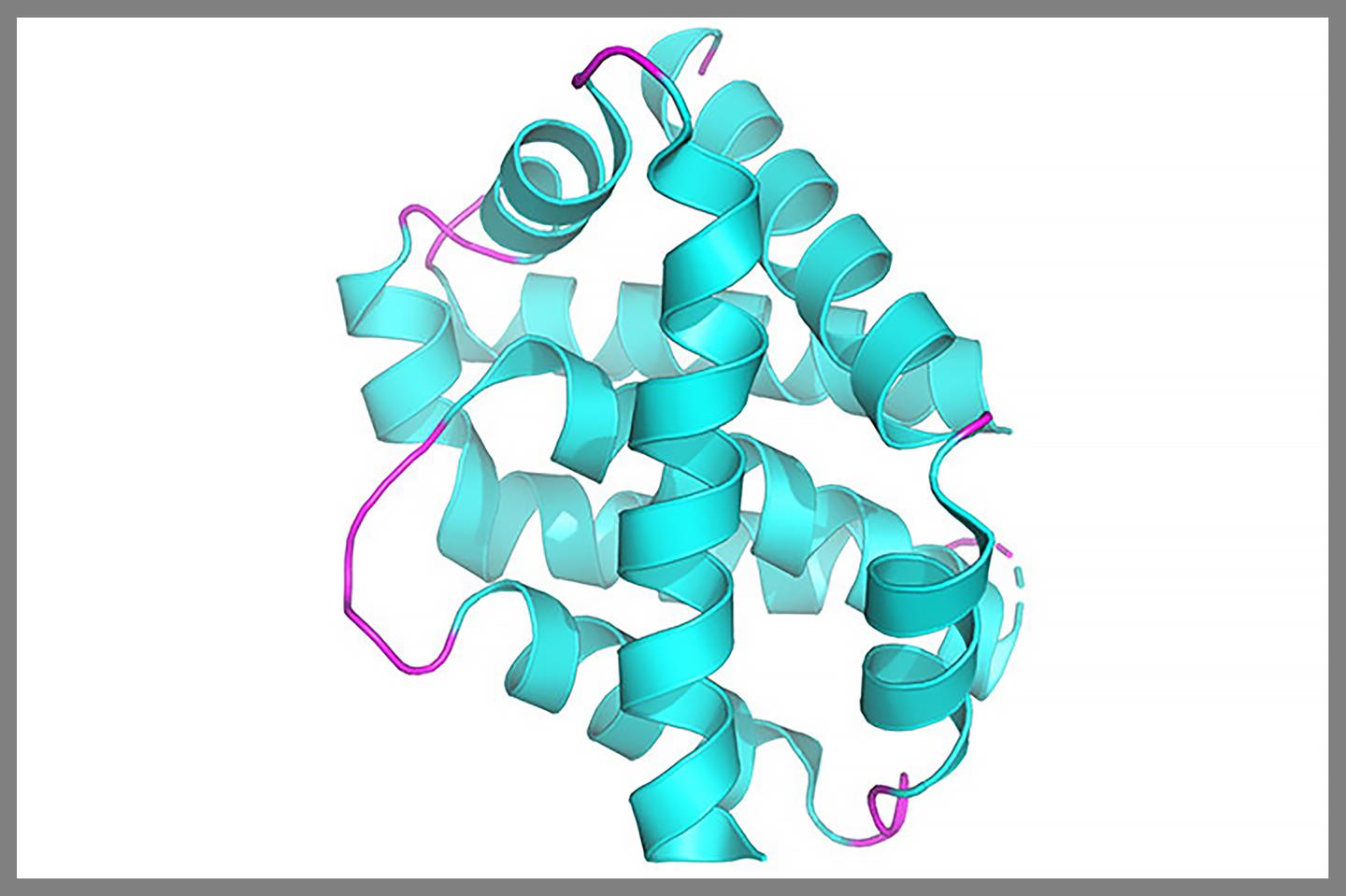 The structure of the BAX protein, which is involved in the process of cell death
