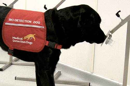 Dog Parkinson's Test