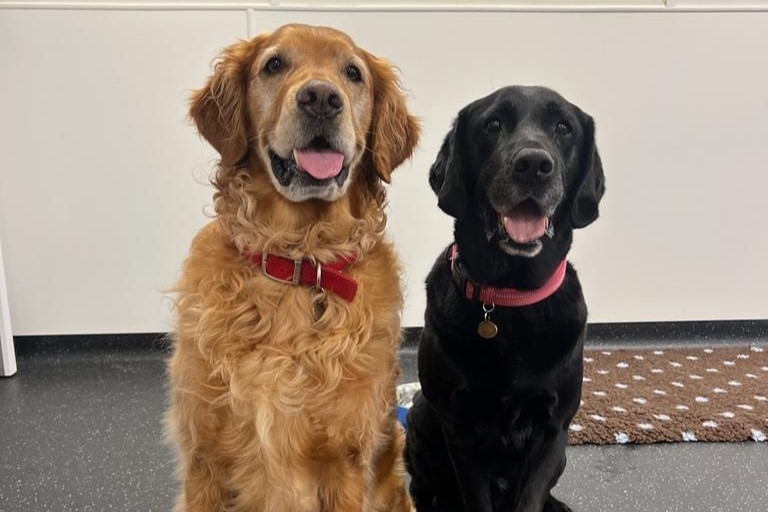 2 dogs sit side by side. On the left is a taller golden retriever, on the left a black labrador.
