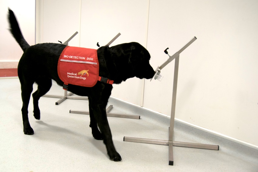 A black labrador sniffs at a sample held at nose height by a metal stand