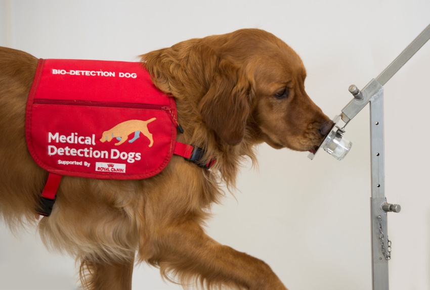 A golden retriever sniffs at a sample taken from someone with parkinson's disease. The sample is held aloft on a stand. He is wearing a red vest that says: "bio-detection dog. Medical detection dogs.