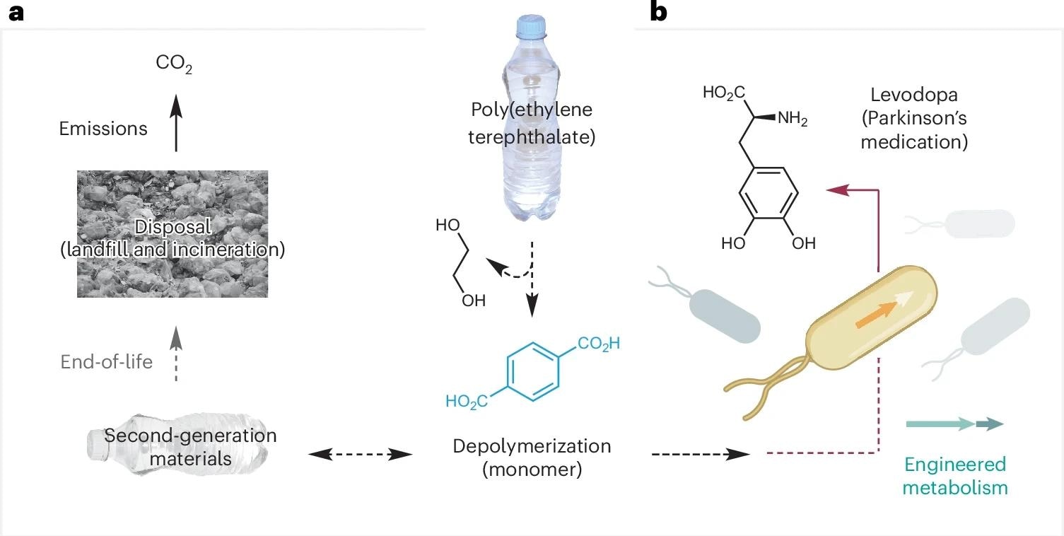 Approaches to the recycling, upcycling and environmental disposal of PET plastic waste, including the proposed bio-upcycling of PET waste to the Parkinson’s medication&nbsp;l-DOPA in engineered bacteria.&nbsp;a, Current: closed-loop recycling.&nbsp;b, This work: microbial upcycling. Credit: photographs in&nbsp;a, Rawpixel (https://www.rawpixel.com); bacterial icon in&nbsp;b, Bioicons (https://bioicons.com).