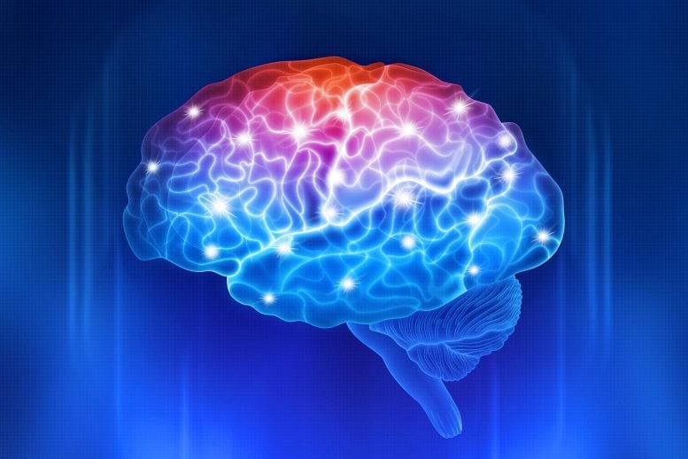 Human Brain Activity Neural Signal Paths