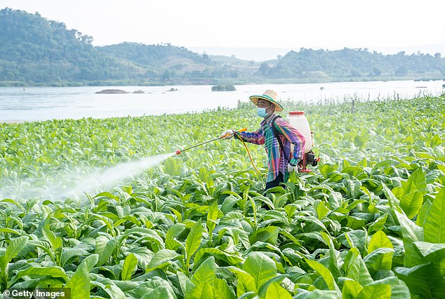 Pesticides have made their way into our food supply - foods at particular risk include blueberries, bell peppers and potatoes