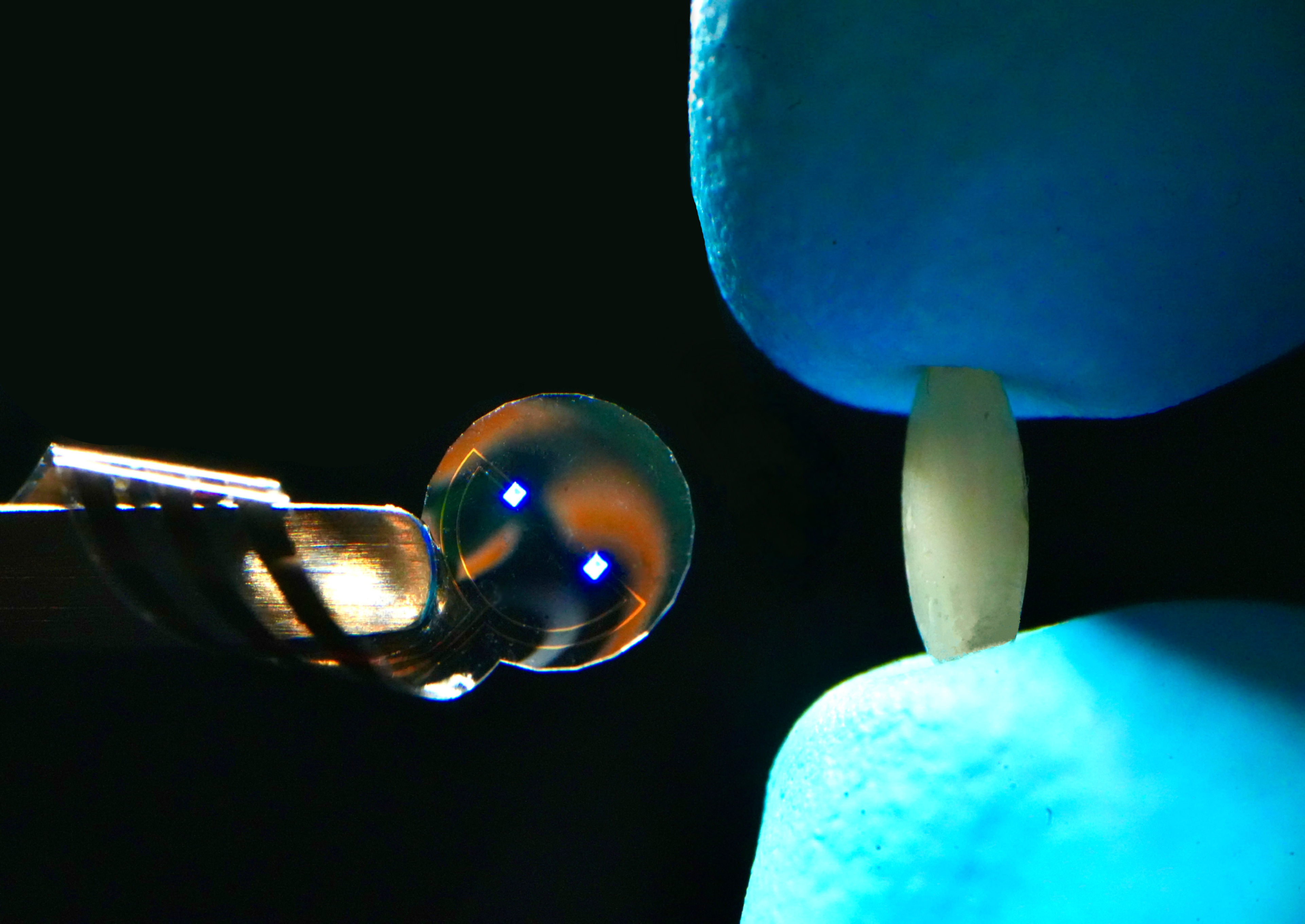 A micro-LED chip (left) next to a grain of rice for scale, displaying glowing blue biohybrid brain implants.