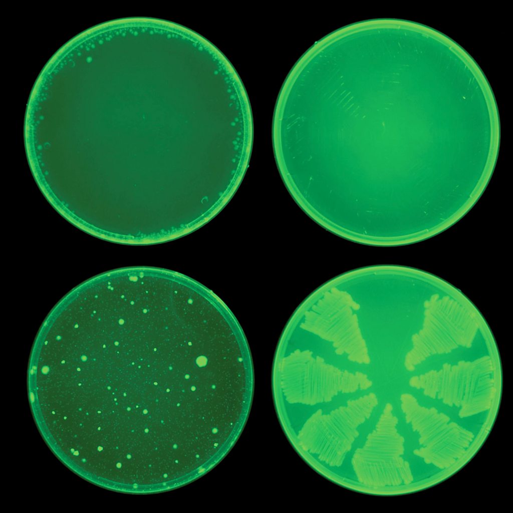 James Collins's team have used AI to identify new compounds that can kill multiple bacteria (top row) that are resistant to other drugs (bottom row) (Credit: Collins Lab/ MIT)